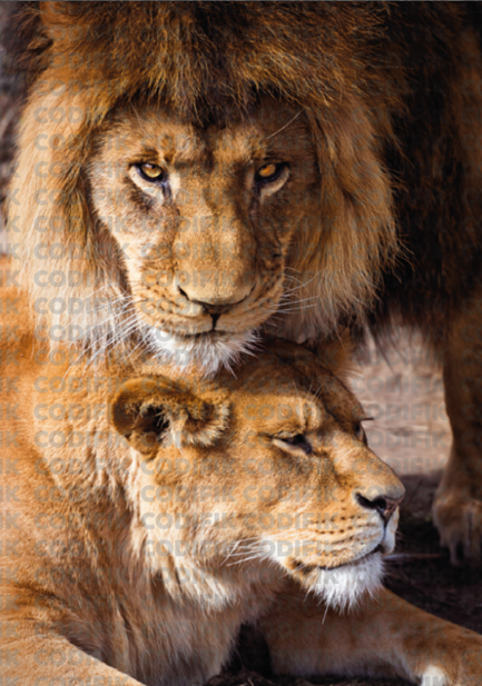 CDK-00125 - Familia Leones 20