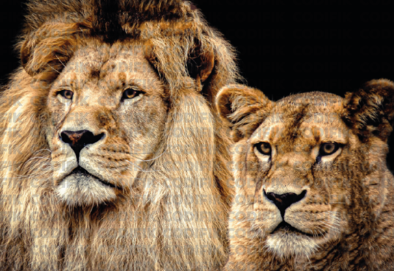 CDK-00123 - Familia Leones 18