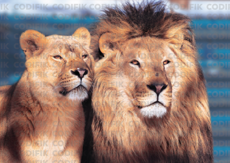 CDK-00132 - Familia Leones 27