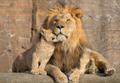 CDK-00110 - Familia Leones 5