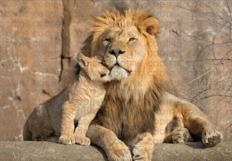 CDK-00110 - Familia Leones 5