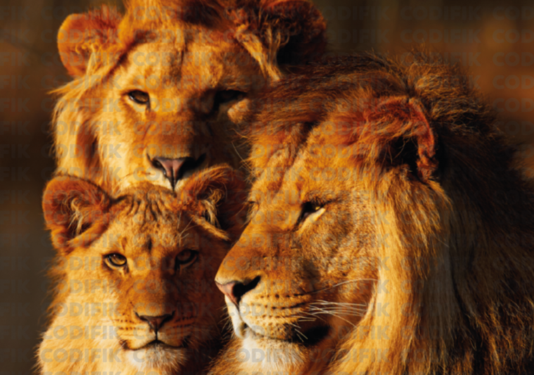 CDK-00131 - Familia Leones 26