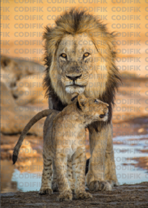 CDK-00129 - Familia Leones 24
