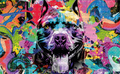 CDK-ANI-00101 - Pitbul grafitiado PopArt