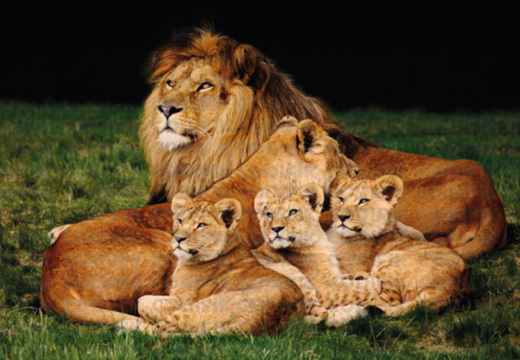 CDK-00133 - Familia Leones 28