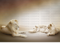 CDK-00130 - Familia Leones 25