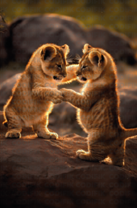 CDK-00115 - Familia Leones 10