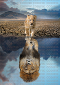 CDK-00124 - Familia Leones 19