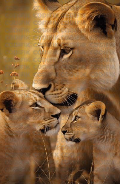 CDK-00111 - Familia Leones 6