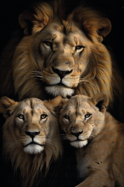 CDK-00107 - Familia Leones 2