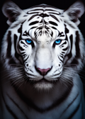 Tigre Blanco De Ojos Azules